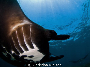 Manta in close up. No cropping and photo taken with 8 mm ... by Christian Nielsen 